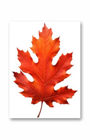 PNG Vibrant autumn maple leaf image