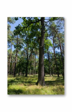 A tall oak tree trunk stands prominently in the foreground of a sparse mixed forest with green canopies and sunlit grassy ground under a blue sky.