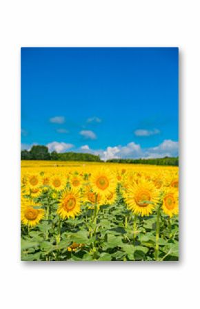 Japan　北海道　北竜町のひまわり畑
