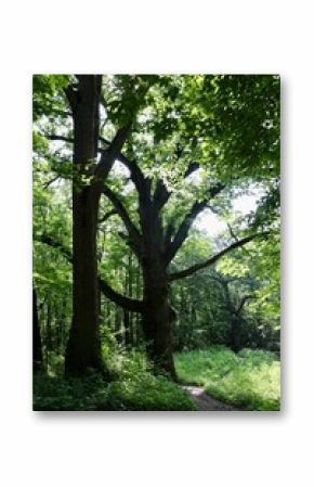 The tall trees in the forest on a summer day.