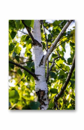 Close up view of flowering yellow catkins on a river birch tree betula nigra in spring, with blue sky background