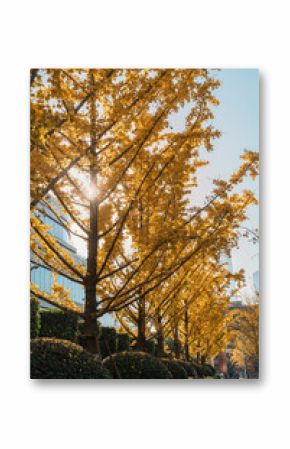 yellow ginkgo leaves against blue sky. Colorful falling foliage in the garden, natural background banner for Autumn season and seasonal change concept