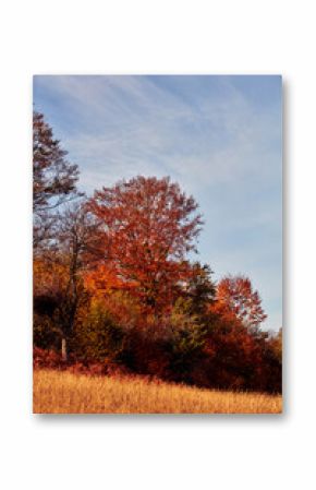 Autumn colored trees and countryside landscape scenery.