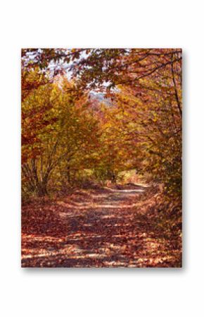 Autumn colored trees and countryside landscape scenery.