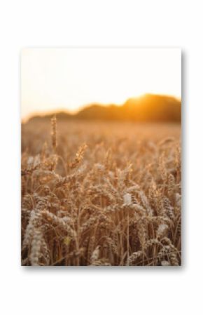 Harvest season. Close up view of wheat growing on the agricultural field