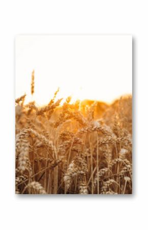 Close up view of wheat growing on the agricultural field