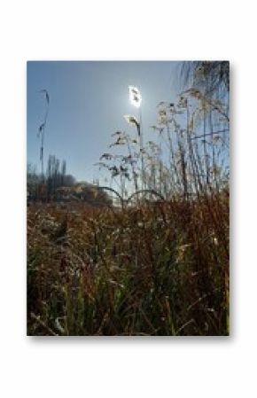 reed in the sunlight autumn landscape