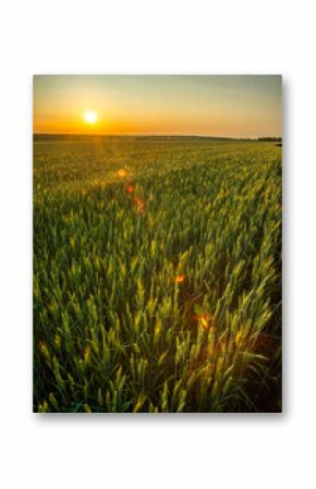 An atmospheric image of a vast green wheat field at sunset, with the sun low on the horizon and beautiful lens flares.