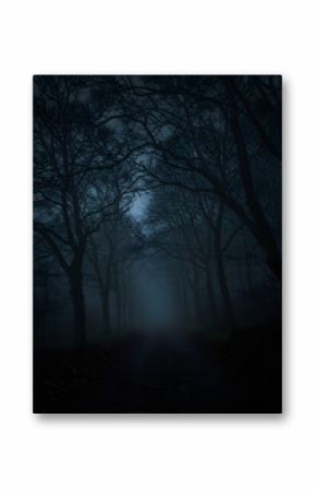   A dark forest path at night