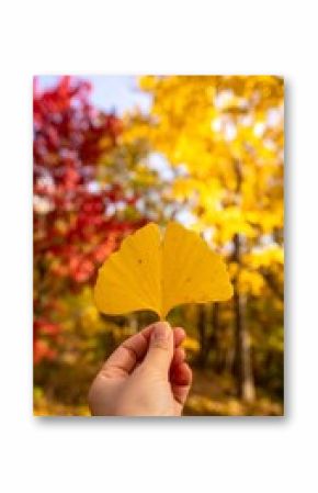 Autumn foliage yellow gingko leaf