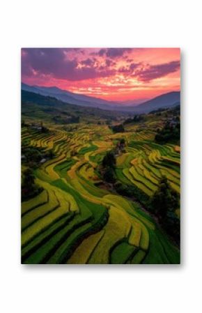 Sunset illuminates terraced rice fields in a vibrant seasonal harvest landscape, highlighting the beauty of nature and agricultural practices  concept of sustainable farming and natural harmony.