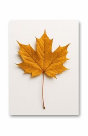 Golden maple leaf on white
