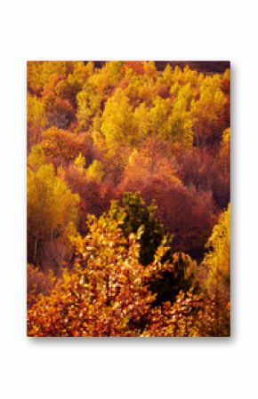 Autumn colored trees and countryside landscape scenery.