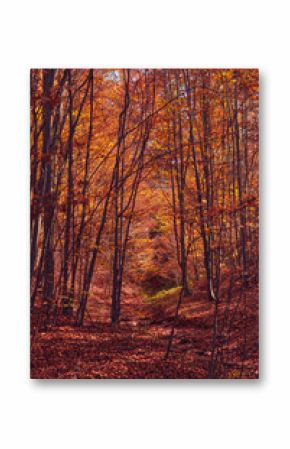 Autumn colored trees and countryside landscape scenery.