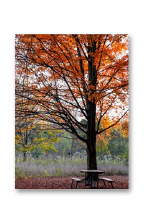 Lone picnic table under a tall red maple tree on edge of forest in autumn time.