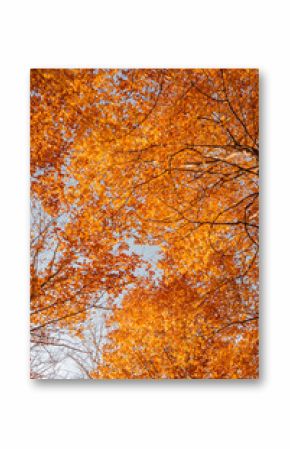 Up State New York in the Adirondack State Park during peak Fall Autumn season with golden maple leaves along the Hudson river. Trail up the Indian Head Lake view point.