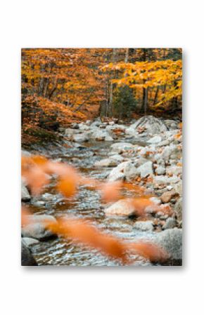 Up State New York in the Adirondack State Park during peak Fall Autumn season with golden maple leaves along the Hudson river. Trail up the Indian Head Lake view point.