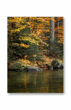 Up State New York in the Adirondack State Park during peak Fall Autumn season with golden maple leaves along the Hudson river. Trail up the Indian Head Lake view point.