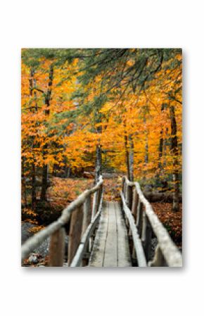 Up State New York in the Adirondack State Park during peak Fall Autumn season with golden maple leaves along the Hudson river. Trail up the Indian Head Lake view point.