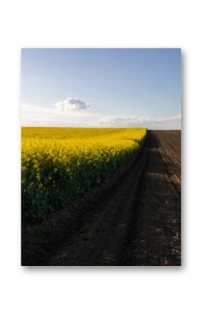 Yellow rapeseed field at the sunset.