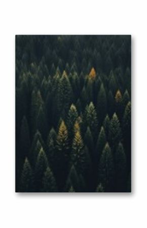 Pine forest nature outdoors woodland.
