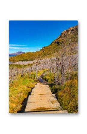 Hiking trail towards major peaks, standing high towers teeth surrounded by austral  dead forests in Torres del Paine National Park, Patagonia, Chile