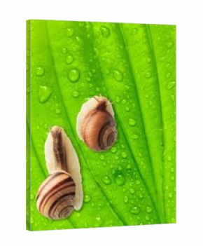 Natural small garden snail with shell