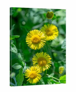 Vibrant yellow flowers blooming in a green field