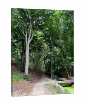 Beautiful green trees, pathway and bridge in park