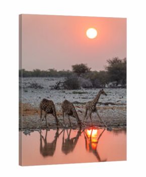 Three giraffes drinking at Okaukuejo waterhole in Etosha National Park at sunset, water reflections, wildlife safari and game drive in Namibia, Africa
