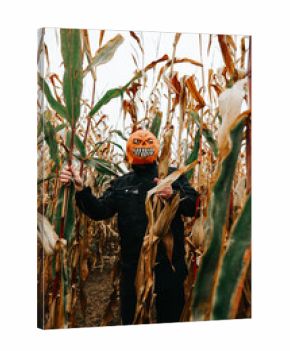 Scary Pumpkin Mask in Corn Field.Halloween mood.Jack Lantern and ears of corn under a grey sky.Person Wearing Pumpkin Mask in Cornfield. Halloween character in corn field. 