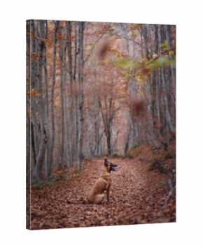 Two dogs, including a Golden Retriever and a Belgian Malinois, walk along a forest trail surrounded by autumn colors. The fallen leaves and sunlight create a warm and peaceful setting.