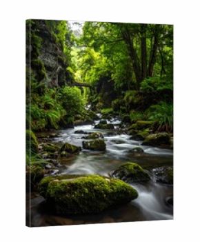 Lush forest creek flowing