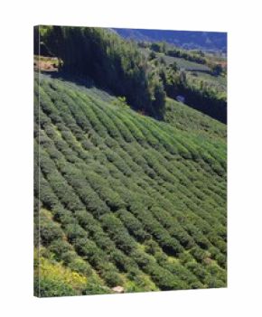Tea farms in Taiwan. Hillside tea plantations in Shizhuo, Alishan mountains.