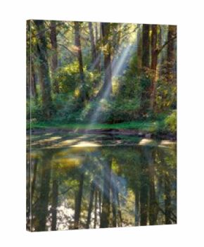 Forest sun beams in Alishan National Scenic Area in Taiwan - beautiful cypress and cedar trees forest.