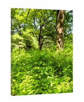 section of city park overgrown with nettles