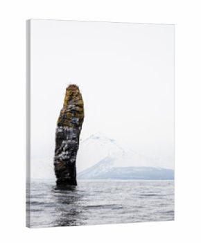 single rock with bird colony in Avacha bay