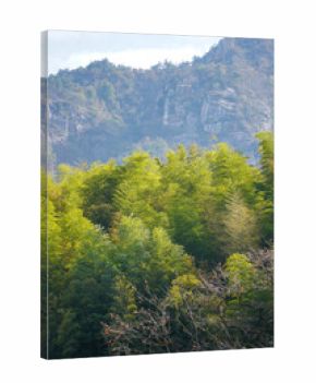A lush green forest grows on a misty mountainside under a bright sky.