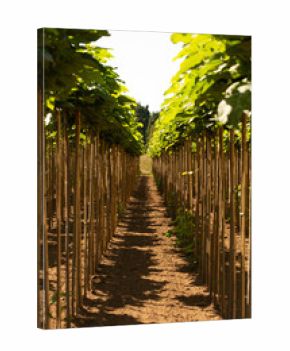A symmetrical row of supported saplings casting shadows on the soil.