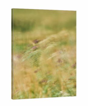 An abstract blurred image of grass with hints of purple flowers, creating a dreamy impression of a windy prairie field in Saskatchewan, Canada.