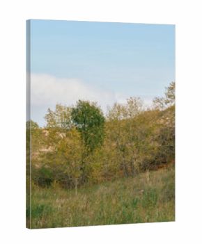 A natural landscape of grassy rolling hills with scattered trees under a blue sky and white clouds in Saskatchewan, Canada.