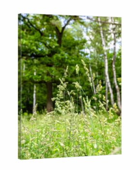 cereal plant on green grass meadow in city park