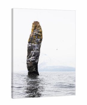 single rock with bird rookery in Avacha bay