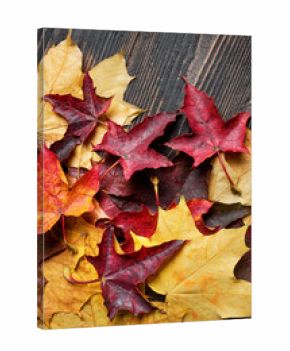 Autumn colorful maple leaves on wooden background