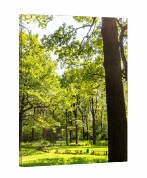 sunlit green meadow with benches in oak grove
