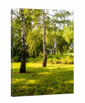 birch trees in green city park on sunny summer day