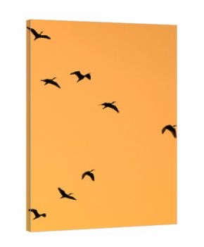 A flock of birds flying in the sky