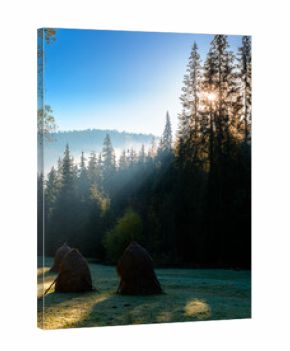 mountainous rural landscape of romania in autumn. scenic view. foggy sunrise. transylvania countryside scenery in fall season. haystacks on field in shade of fir forest. wonderful carpathian highland
