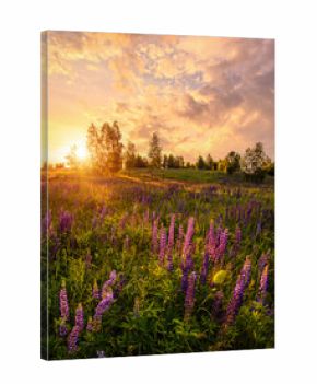 Purple lupine flower field at sunset. Concept vibrant summer landscape nature backdrop. Sunny evening wild floral scene.