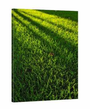 Green grass in rays of setting sun. Close-up image of well-maintained lawn in small home yard.
